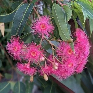 Meet your Posher, Nellie